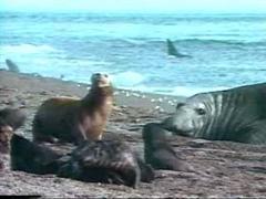 Animal Crackups: Weird Wet & Wild (1998) - Video Detective Animal Crackups: Weird Wet & Wild (1998) - Video Detective