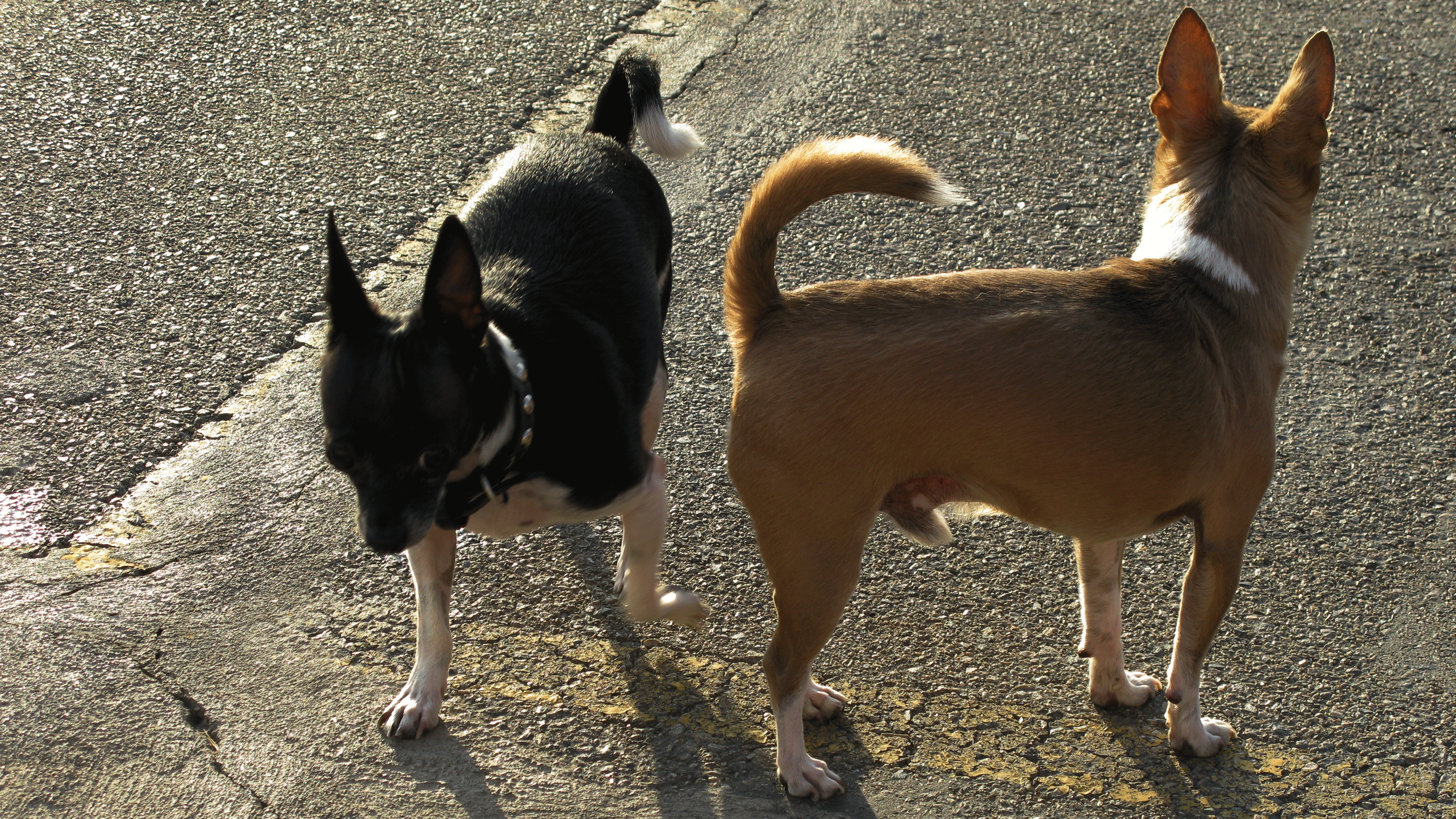 cesar millan chihuahuas