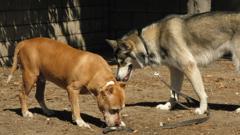 Dog Whisperer With Cesar Millan Season 7 Episode 4 Video Detective Dog Whisperer With Cesar Millan Season 7 Episode 4 Video Detective