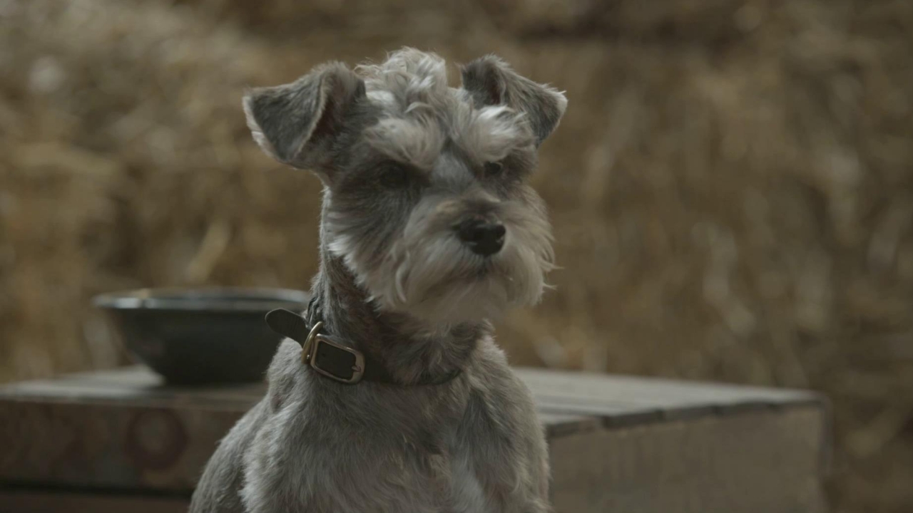 12 dogs of christmas puppy rescue