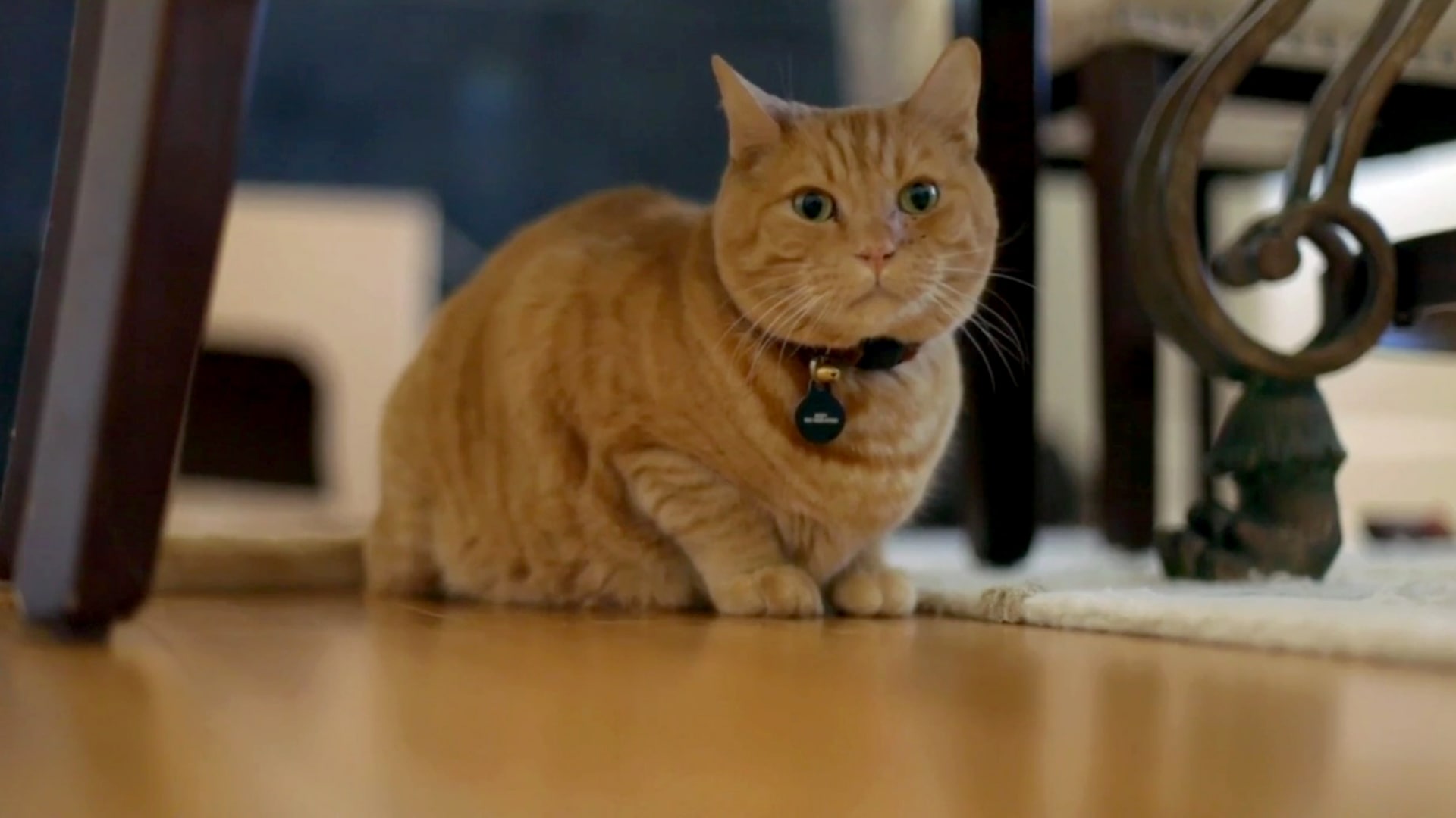 my cat from hell season 10 episode 8