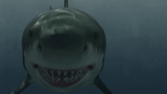 Raiders Of The Lost Shark 2015 Video Detective